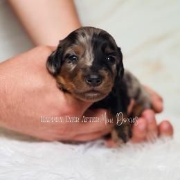 Alexander - Dapple male Dachshund puppy in Robesonia, Pennsylvania from Happily Ever After’s Puppies