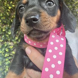 Dachshund Puppies from Dapper Dachshund