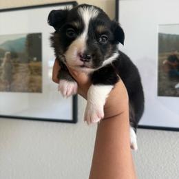 Story - Black and tan female Pembroke Welsh Corgi puppy in Red Bluff, California from Wilder Ranch Corgis
