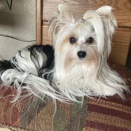 Yorkshire Terrier Puppies from Toy Town Yorkies