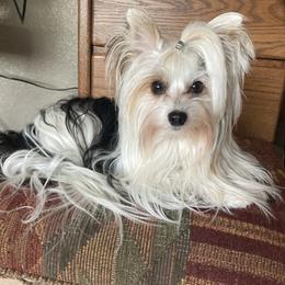 Yorkshire Terrier Puppies from Toy Town Yorkies