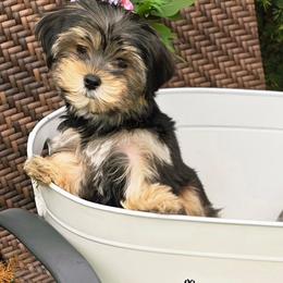Chesney - Black and tan male Morkie puppy in Merrimack, New Hampshire from Morkie Puppies of NH
