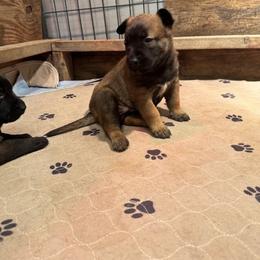 Girl 1 - Mahogany female Belgian Malinois puppy in Franklin County, Missouri from Tomy K9 Support Services