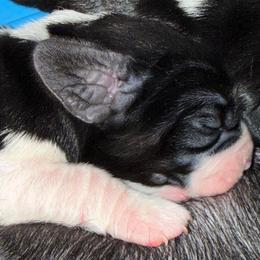 Boy 1 - Black and white male Basset Hound puppy in Knoxville, Tennessee from Well Hounded Bassets
