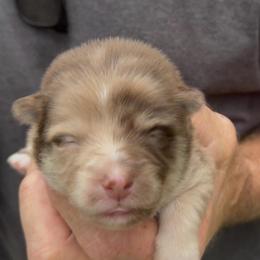 Layla - Merle female Pomsky puppy in Spring Hill, Florida from PDQ Pomskies