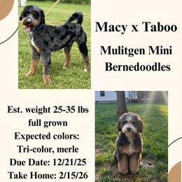 Bernedoodle puppies from Copper Creek Bernedoodles