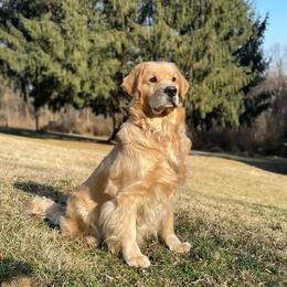 Golden Retrievers from Golden Glory
