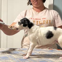 Boy 3 - Silver male Borzoi puppy in Marysville, California from Justart Borzoi