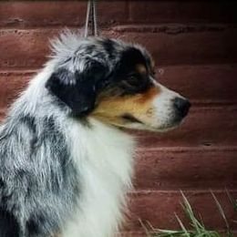Blew  - Miniature American Shepherd