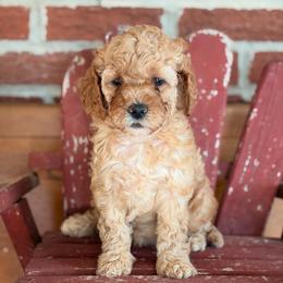 Elm- Female 3 - Cream female Cockapoo puppy in Mountain View, Missouri from Gastineau Doodles