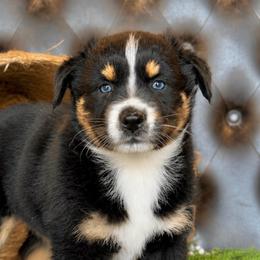 Hallie- Has Pictures and Videos - Black tri-color female Australian Shepherd puppy in Troy, South Carolina from Lana Corley- Australian Shepherds of 3/W Farms