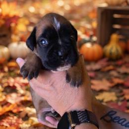 Pennywise (boy) - Fawn male Boxer puppy in Red Boiling Springs, Tennessee from Silver Rain