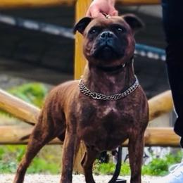 Lulu - Staffordshire Bull Terrier