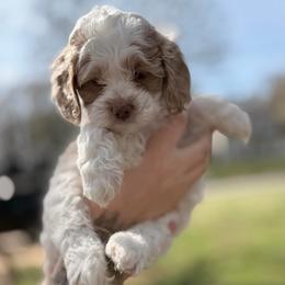 Romeo - Red and white male Cockapoo puppy in Advance, North Carolina from Rome & Reign Farm