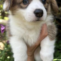 Pembroke Welsh Corgi Puppies from Delaney’s Corgis