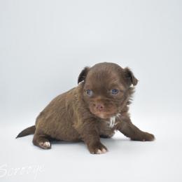Scrooge - Chocolate male Chihuahua puppy in Bulls Gap, Tennessee from Smokey Mountain Chihuahuas