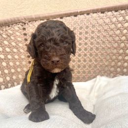 Mustang - Brown male Poodle puppy in Tucson, Arizona from Desert Doodles + Poodles
