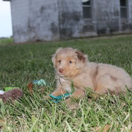Wilma - Red merle female Toy Australian Shepherd puppy in Springfield, Missouri from Long's lil Aussies