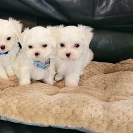 Maltese and Morkie Puppies from K and E Small Breed Puppies