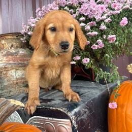 Pistol - Dark golden male Golden Retriever puppy in Marshfield, Missouri from Hilltop Kennel LLC