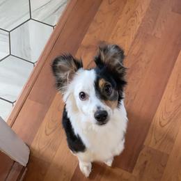 Aussiedoodles from C&K Southern Doodles