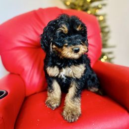 Poppy - female Golden Mountain Doodle puppy in Twin Falls, Idaho from Burrow & Bone