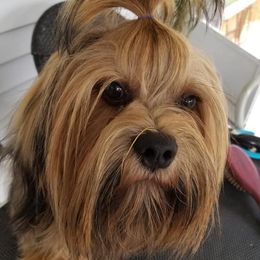 Lhasa Apsos from Sunshine Lhasa Apso