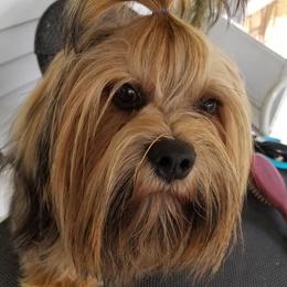 Lhasa Apsos from Sunshine Lhasa Apso