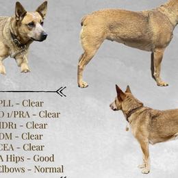 Reba - Australian Cattle Dog