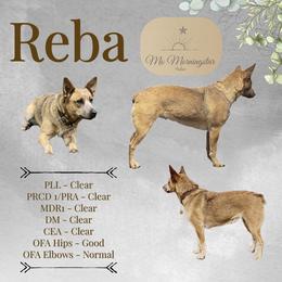 Reba - Australian Cattle Dog