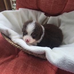 Girl 2 - Red tri-color female Miniature American Shepherd puppy in Griswold, Connecticut from Flatrock Kennels of CT
