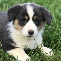 American Corgis and Pembroke Welsh Corgis from Bonderosa Kennels