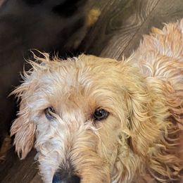 Max - Dachshund