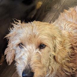 Max - Dachshund