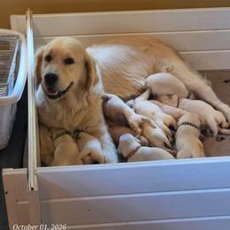 Puppy - Light golden male Golden Retriever puppy in Waynesburg, Ohio from Avalon English Retrievers