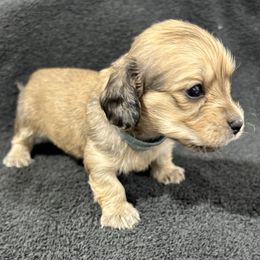 Ellsworth - Cream male Dachshund puppy in Little Rock, Arkansas from Divine Doxies