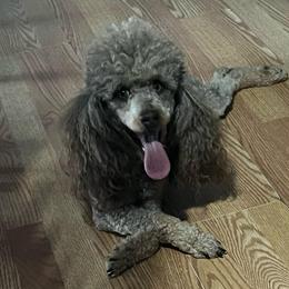 Moses - Phantom male Poodle puppy in Winter Haven, Florida from Herdez’s Poodles