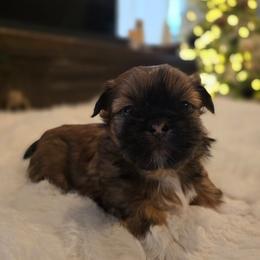 Socks - Tricolor female Shih Tzu puppy in Providence, Rhode Island from Yahaira Toro