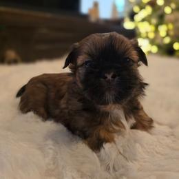 Socks - Tricolor female Shih Tzu puppy in Providence, Rhode Island from Yahaira Toro
