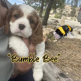 Bumblebee - Blenheim male Cavalier King Charles Spaniel puppy in Idaho City, Idaho from Whispering Pines Cavaliers