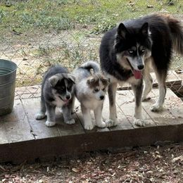 Siberian Husky Puppies from WILLIAM HUNDLEY