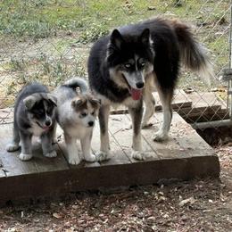 Siberian Husky Puppies from WILLIAM HUNDLEY