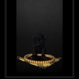 Flounder - Poodle puppy in Maryville, Missouri from Paw Print Poodles