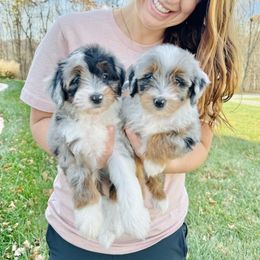 Bernedoodle Puppies from Down Home Doodle
