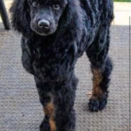 Bell - Poodle