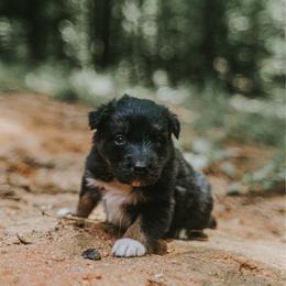 Glitch - Tri-color female Border Collie puppy in Fortson, Georgia from Southern Wind Farms