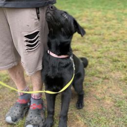 German Shepherd Puppies from Paws Of Germany