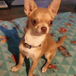Reyna - Chihuahua