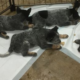 Australian Cattle Dogs from Alpine Creek Ranch L.L.C.