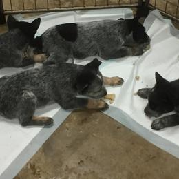 Australian Cattle Dogs from Alpine Creek Ranch L.L.C.